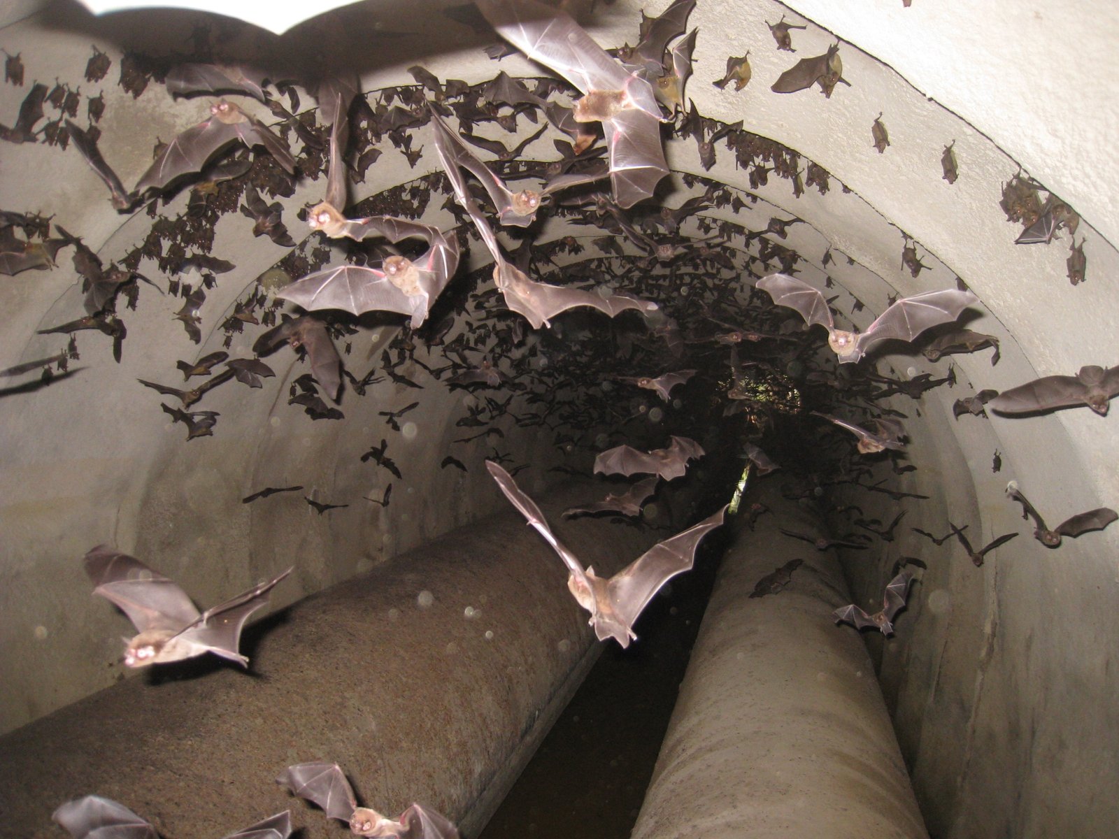 Colonia de Pteronotus fuscus en Butare 4