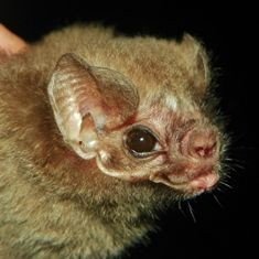 D. ecaudata Chipare