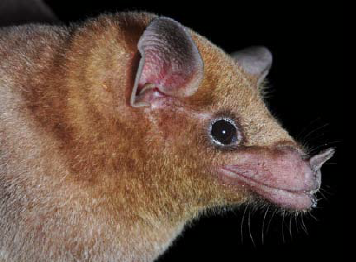 L. curasoae Butare