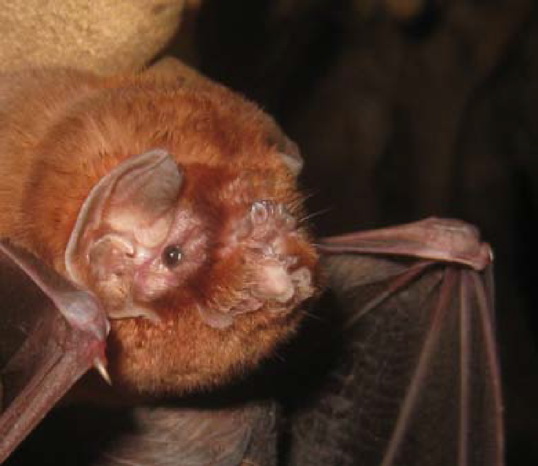 M. megalophylla Butare