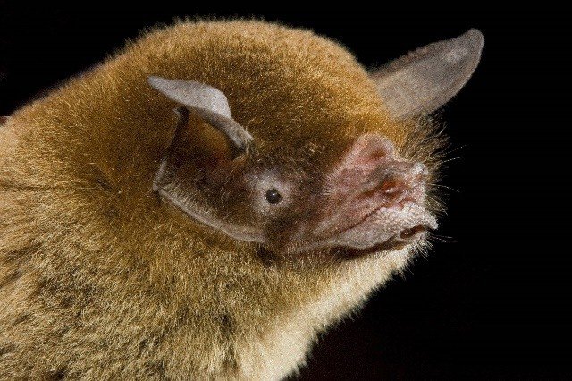 P. fuscus