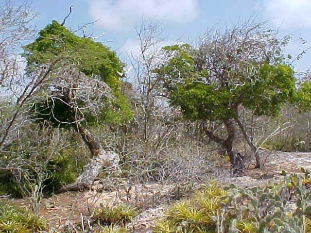 Vegetación predominante en los alrededores de la Cueva del Guano Paraguaná 1